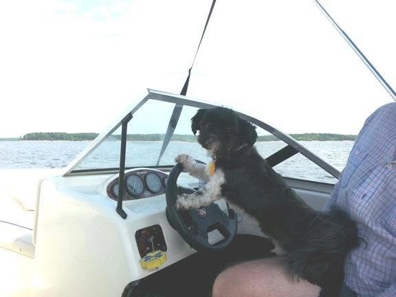 A dog at the wheel of a boat on Falls Lake